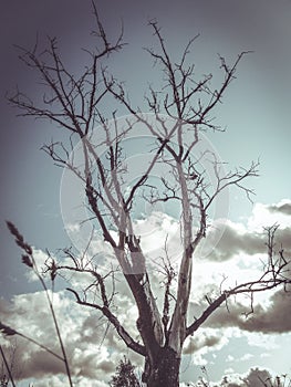 Dry tree blue sky autumn ancient tree old tree