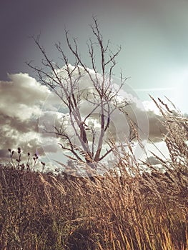 Dry tree blue sky autumn desert tree drought dry tree branches tree without leaves