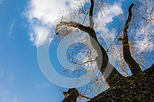 Dry Tree with Blue Sky Background