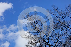 Dry tree on blue sky background