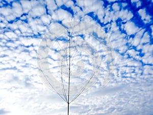 Dry tree on blue sky and cloud nature sky background.