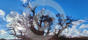 Dry tree and blue sky with clouds photography photo