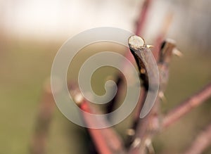 Dry tree branch