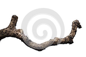 dry tree branch