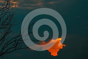 Dry tree branch with dramatic clouds on the sunset or evening time.