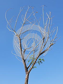 Dry tree branch with green leaf