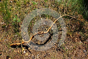 Dry tree branch on the ground in the coniferous forest in summer season.