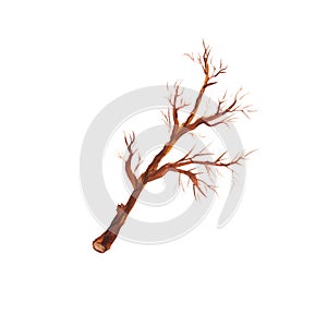 Dry tree branch without leaves isolated on white background