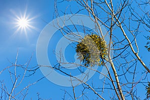 Dry tree branch with mistletoe bunch on sunny sky background