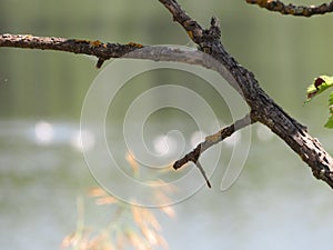 dry tree branch with river bottom water still life