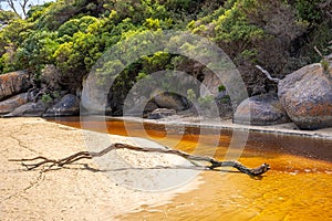 Dry tree branch on the sand at Tidal River,