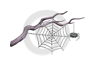 Dry tree branch with spider web. Watercolor illustration. Hand drawn dry tree branch with spider sitting on the web