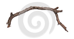 Dry tree branch on white