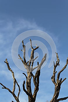 Dry tree branches against blue sky