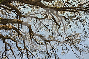 Dry tree branches against blue sky, Dead tree