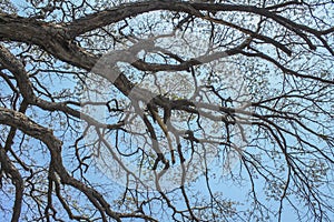 Dry tree branches against blue sky, Dead tree