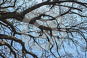Dry tree branches against blue sky, Dead tree