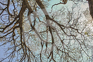 Dry tree branches against blue sky, Dead tree
