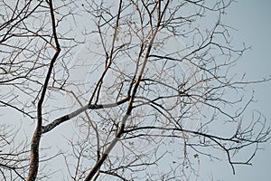 Dry tree branches against blue sky, Dead tree, trees on a blue sky background