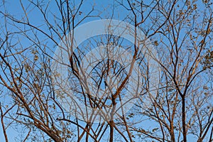 Dry tree branches against blue sky, Dead tree, trees on a blue sky background