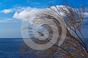 Dry tree branches against blue sky and water of Atlantic ocean