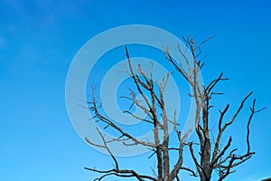 dry tree branches against a clear blue sky