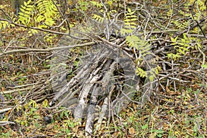 Dry tree branches in the autumn grass