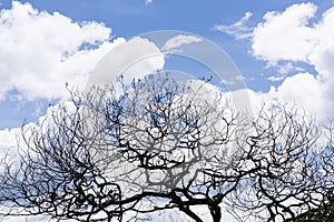 Dry tree branches blue sky background