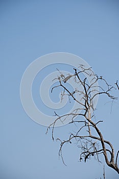 Dry tree branches