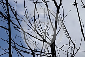 Dry tree branches with blue sky backgrounds. Tree branch