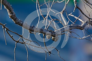 Dry tree branches with blurred background without tecture