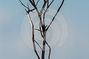 Dry tree branches with blurred background without tecture