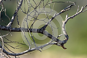 Dry tree branches with blurred background without tecture