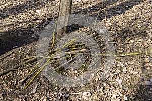 dry tree branches that can be used for ignition