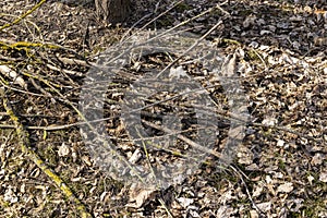 dry tree branches that can be used for ignition