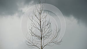 Dry tree branches on dark sky background