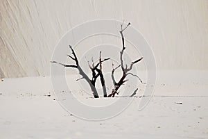 Dry tree branches, in the desert sand. White dunes and clear blue sky in the horizon