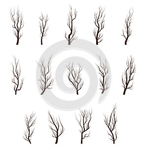 Dry tree branches. Different tree branches set.