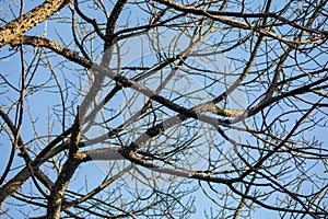 Dry tree branches in full frame and blue sky background
