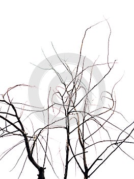 Dry tree branches isolated