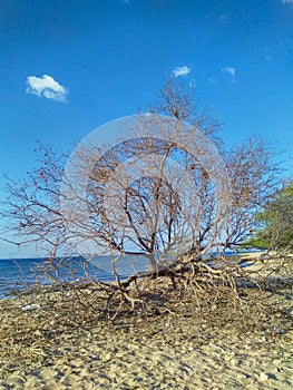 Dry tree branches laying on sand in the coastline of Metinaro, Timor-Leste photo