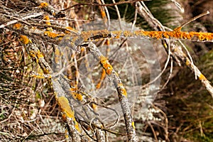 Dry tree branches with moss texture