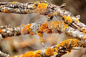 Dry tree branches with moss texture