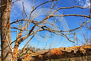 Dry tree branches with moss texture