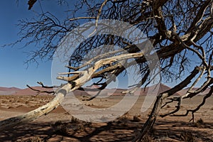 Dry tree branches in the Namibia desert. Sossusvlei.
