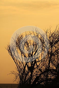 dry tree branches in the twilight sky