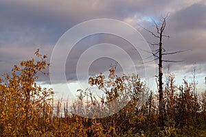 Dry tree and bushes on evening sky background, Norilsk