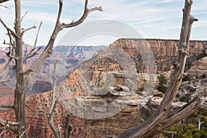 Dry tree in the canyon