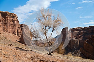 Dry tree in a canyon