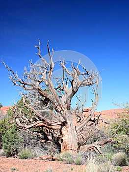 Dry tree in Canyonlands